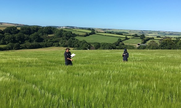 RL spring barley trial in 2018